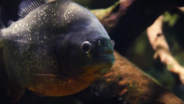 A large red-bellied piranha (Pygocentrus nattereri) swimming peacefully