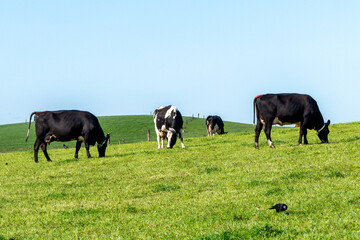 Free grazing cows on a sunny day. Clear blue sky over green hills. Agricultural landscape. Black and white cow on green grass field