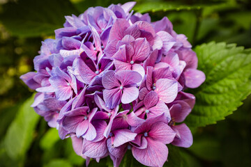 Close-up of violet pink hydrangea flower