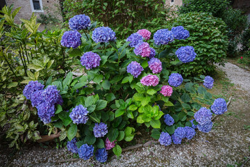 Violet and pink hydrangea blooming flowers