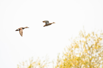 Gadwall - Mareca strepera - a medium-sized water bird from the duck family with gray plumage with a white mirror on the wing, it flies in the sky, viewed from below.