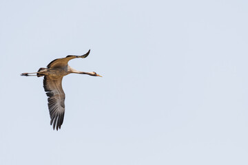 Obraz premium Common crane - Grus grus - a large water bird with gray plumage and a long neck flies in the sky towards the flock, sunny day.