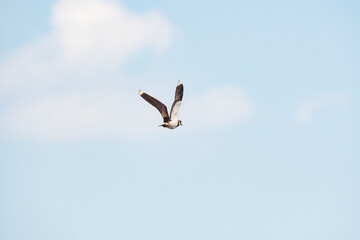 Northern lapwing - Vanellus vanellus - A species of medium-sized migratory bird, a swamp bird with...