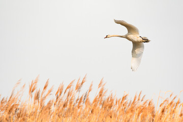 Mute swan - Cygnus olor - A large water bird with a long neck, white plumage and an orange beak flies over a reed on a sunny summer day.