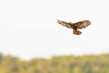 Common buzzard - Buteo buteo - a large bird of prey from the hawk family with brown plumage, soars...