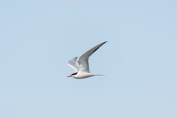 Fototapeta na wymiar Common tern - Sterna hirundo - a medium-sized migratory water bird with gray-white plumage, a black cap on the head and a red spear with a black tip, the bird flies against the sky.