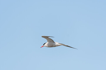 Fototapeta na wymiar Common tern - Sterna hirundo - a medium-sized migratory water bird with gray-white plumage, a black cap on the head and a red spear with a black tip, the bird flies against the sky.