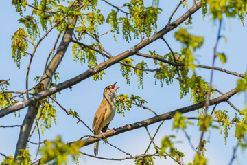 Great reed warbler - Acrocephalus arundinaceus - a small migratory bird with light brown plumage, sits on a tree branch and sings loudly on a sunny day.
