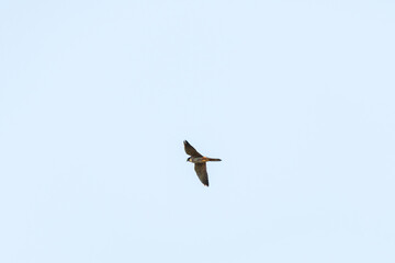 Eurasian hobby - Falco subbuteo - a medium-sized bird of prey from the falcon family, it flies against the sky.