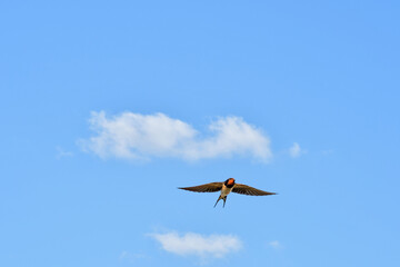 Barn swallow - Hirundo rustica - a small migratory bird from the swallow family, a blue and black bird with a brick-red forehead and dewlap, and a creamy-white bottom, flies against the sky.