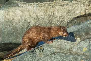 An American Mink (Neogale vison) the rocks of a breakwater beside the public swimming beach at the...