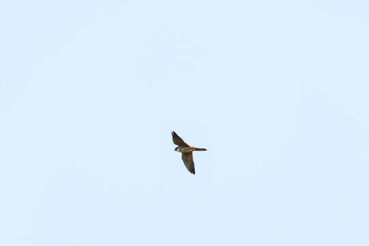 Eurasian hobby - Falco subbuteo - a medium-sized bird of prey from the falcon family, it flies against the sky.
