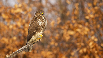 Common buzzard, buteo buteo, sitting on a branch with orange autumn leaves in background. Bird of prey with brown and white feathers resting on a perch from side view with copy space © WildMedia