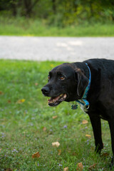 Old black lab hanging out in grass