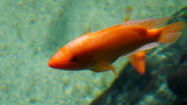 Midas cichlid (Amphilophus citrinellus) from above the surface