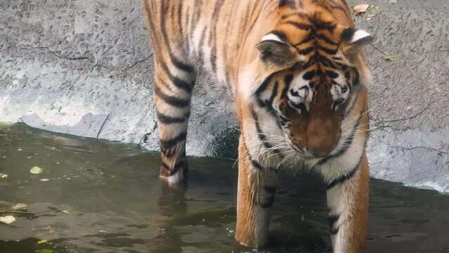 Siberian tiger (Panthera tigris tigris) playing with water in captivity