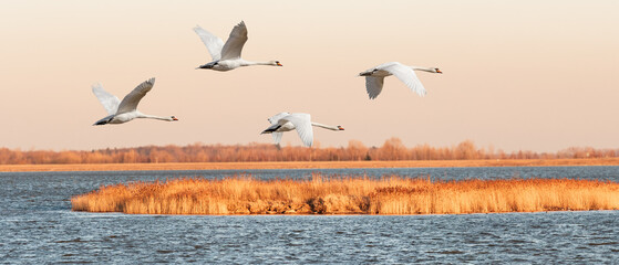 Mute swan - Cygnus olor - large water bird with white plumage and orange beak and long neck, birds in flight over the lake and reeds at sunset.