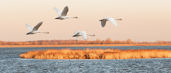 Mute swan - Cygnus olor - large water bird with white plumage and orange beak and long neck, birds...