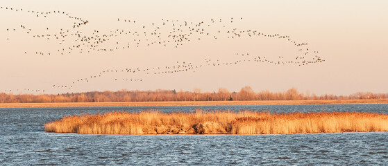 Naklejka premium Greylag goose - Anser anser - a large water bird, a large flock of geese flies in key over the lake and reeds at sunset, they go to rest in the surrounding fields for the night.