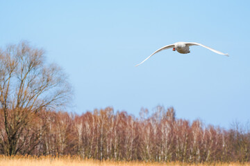 Mute swan - Cygnus olor - a large water bird with white plumage and orange beak and a long neck, a bird that flies during the day.