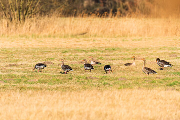 Greylag goose - Anser anser - a large water bird, during the day geese feed together in a grassy field on a sunny day.