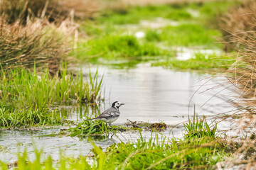 White Wagtail - Motacilla Alba - a small bird with a white gray plumage and a black cap on the head, stands at the shore among green vegetation by the water, a sunny summer day.