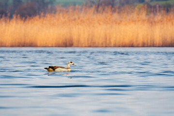 Egyptian goose - Alopochen aegyptiaca - a large water bird from the duck family with colorful plumage, it swims in the calm water of the lake near the reeds.
