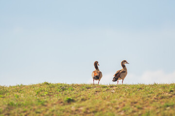 Egyptian goose - Alopochen aegyptiaca - a large water bird from the duck family with colorful plumage, a pair of birds walk on the green grass by the lake shore.