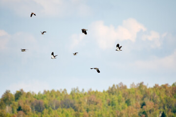 Northern lapwing - Vanellus vanellus - A species of medium-sized migratory bird, a swamp bird with black-and-white plumage, a small flock flies low in the sky on a sunny summer day.