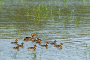 Mallard (Anas platyrhynchos) is a large water bird with brown plumage. A female with young chicks swims on a pond among the aquatic vegetation on a sunny day.