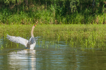 Mute swan (Cygnus olor) is a large water bird with white plumage, a red beak and a long neck. The bird flaps its large wings on the pond water, it cools down on a hot summer day.
