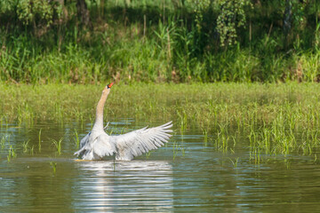 Mute swan (Cygnus olor) is a large water bird with white plumage, a red beak and a long neck. The bird flaps its large wings on the pond water, it cools down on a hot summer day.