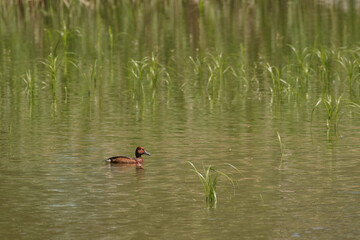 Ferruginous duck (Aythya nyroca) A medium-sized water bird with brown plumage. The male swims on the pond among the aquatic plants on a sunny summer day.