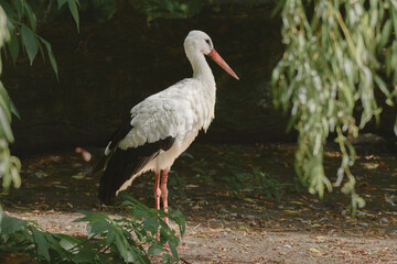White stork - (Ciconia ciconia) large water bird with black and white plumage and a long red beak. The bird stands among the greenery on a summer day.