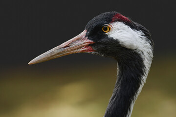 Common crane (Grus grus) large water bird. Portrait of a bird with black and white head plumage with a long beak.