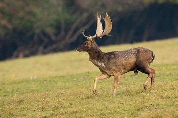 Fallow deer, dama dama, walking on green field in autumn nature. Spotted mammal marching on meadow in fall. Antlered animal moving on pasture from side.