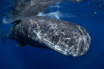 Fototapeta premium Sperm whale is playing under surface. Playful whale in Indian ocean. Extraordinary marine life.