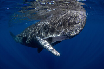 Sperm whale is playing under surface. Playful whale in Indian ocean. Extraordinary marine life. - obrazy, fototapety, plakaty