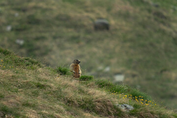 Naklejka na ściany i meble Alpine marmot in Italian Dolomites. Marmot having a rest near the burrow. European wildlife.