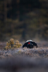 Black grouse during mating time. Male of grouse in Sweden wilderness. Spring time in Europe. 