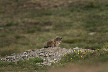 Alpine marmot in Italian Dolomites. Marmot having a rest near the burrow. European wildlife.