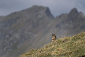 Alpine marmot in Italian Dolomites. Marmot having a rest near the burrow. European wildlife.