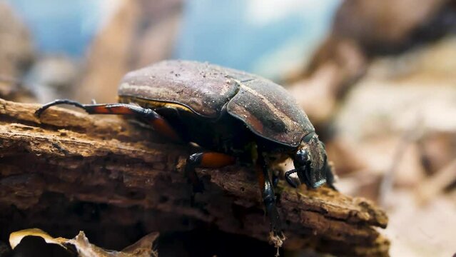 Goliath beetle (Goliathus goliatus), close-up