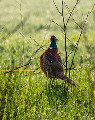 Male common pheasant (Phasianus colchicus) in spring morning light