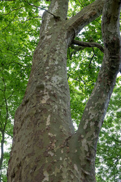the bark of the london plane tree olive green to grey with large scaly plates