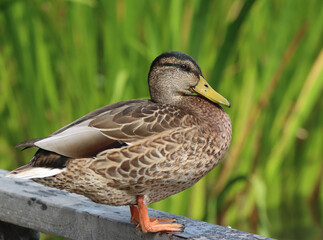 Mallard