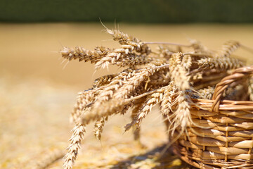 golden spike of wheat in the backet. close-up of an ripe ear of wheat , a field of wheat on a...