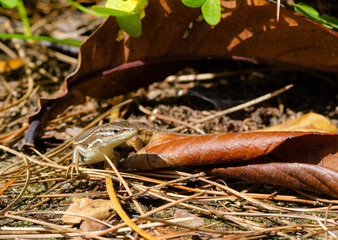Psammodromus algirus lizard closeup.