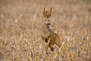Roe deer, capreolus capreolus, buck approaching from front on a corn stubble field. Roebuck with growing antlers covered in velvet in spring nature. Concept of camouflage and mimicry of wild animals.
