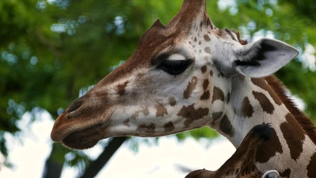 Rothschild's giraffe (Giraffa camelopardalis rothschildi) in captivity, close-up